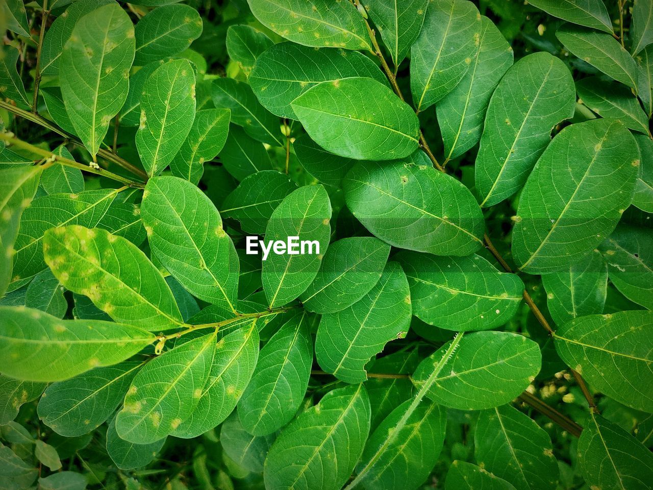 CLOSE-UP OF GREEN LEAVES