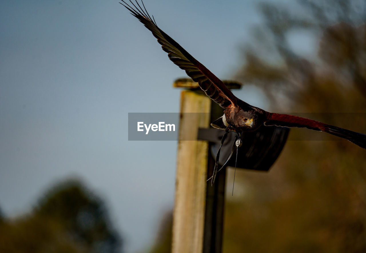 animal, animal themes, animal wildlife, wildlife, nature, no people, one animal, bird, focus on foreground, sky, outdoors, day, tree, branch, macro photography, animal body part, wing, close-up