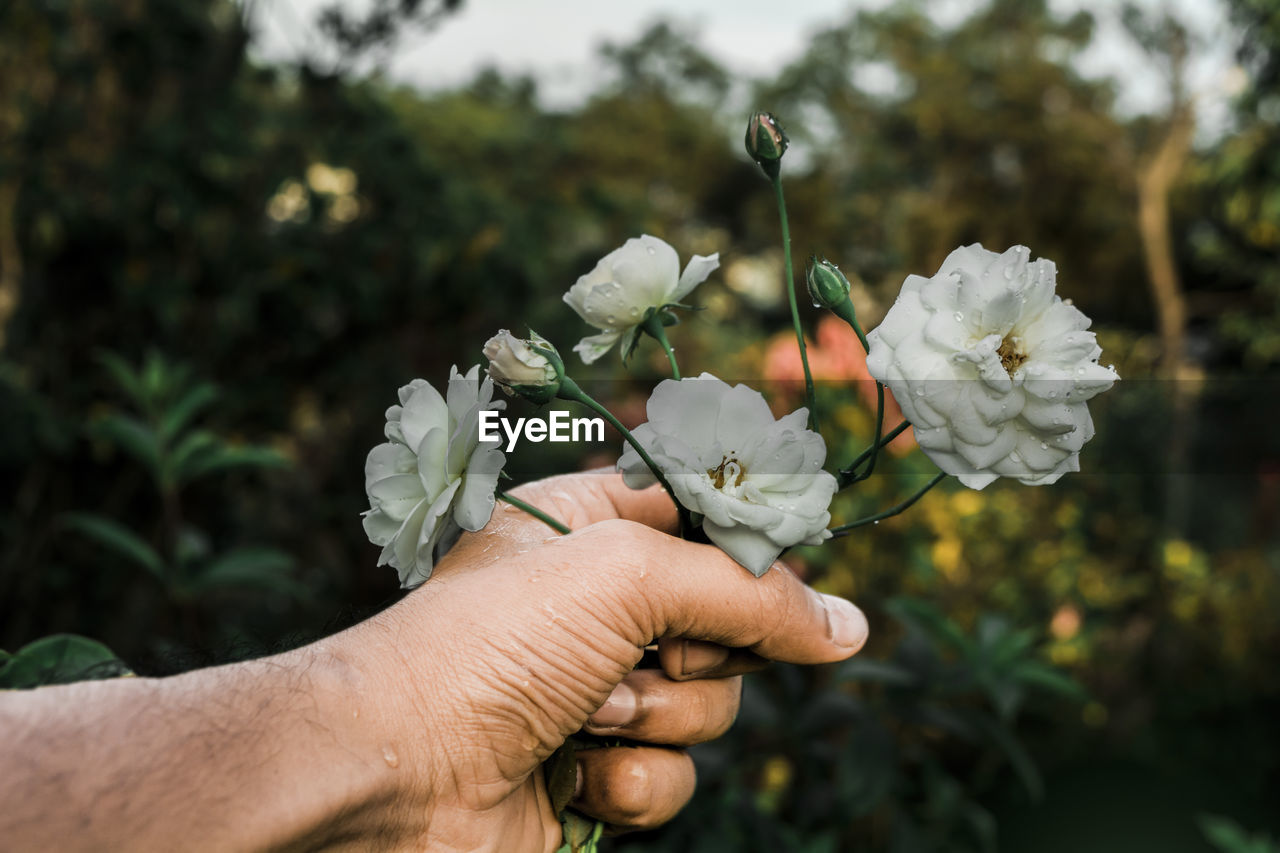 Close-up of hand holding flowers