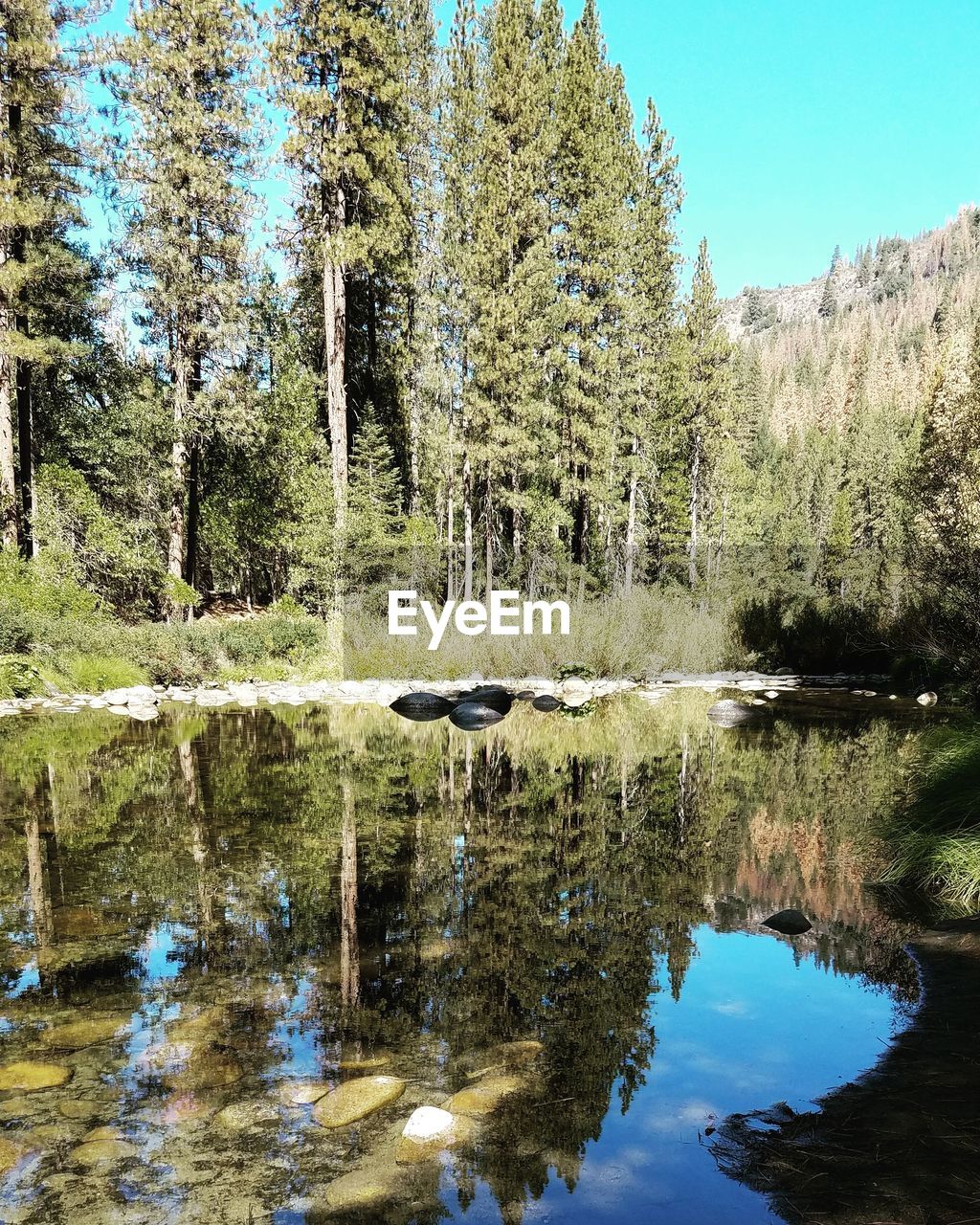 REFLECTION OF TREES IN LAKE AGAINST SKY