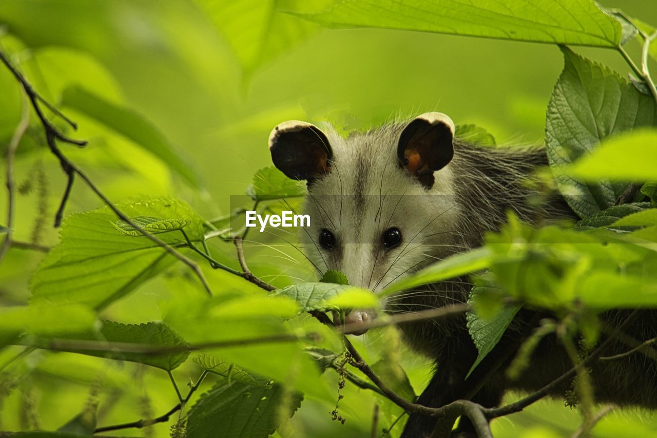 animal, animal themes, animal wildlife, green, mammal, nature, one animal, wildlife, branch, plant, leaf, portrait, plant part, no people, tree, rodent, looking at camera, cute, animal body part, outdoors, mouse, close-up, eating, flower, grass, forest, virginia opossum