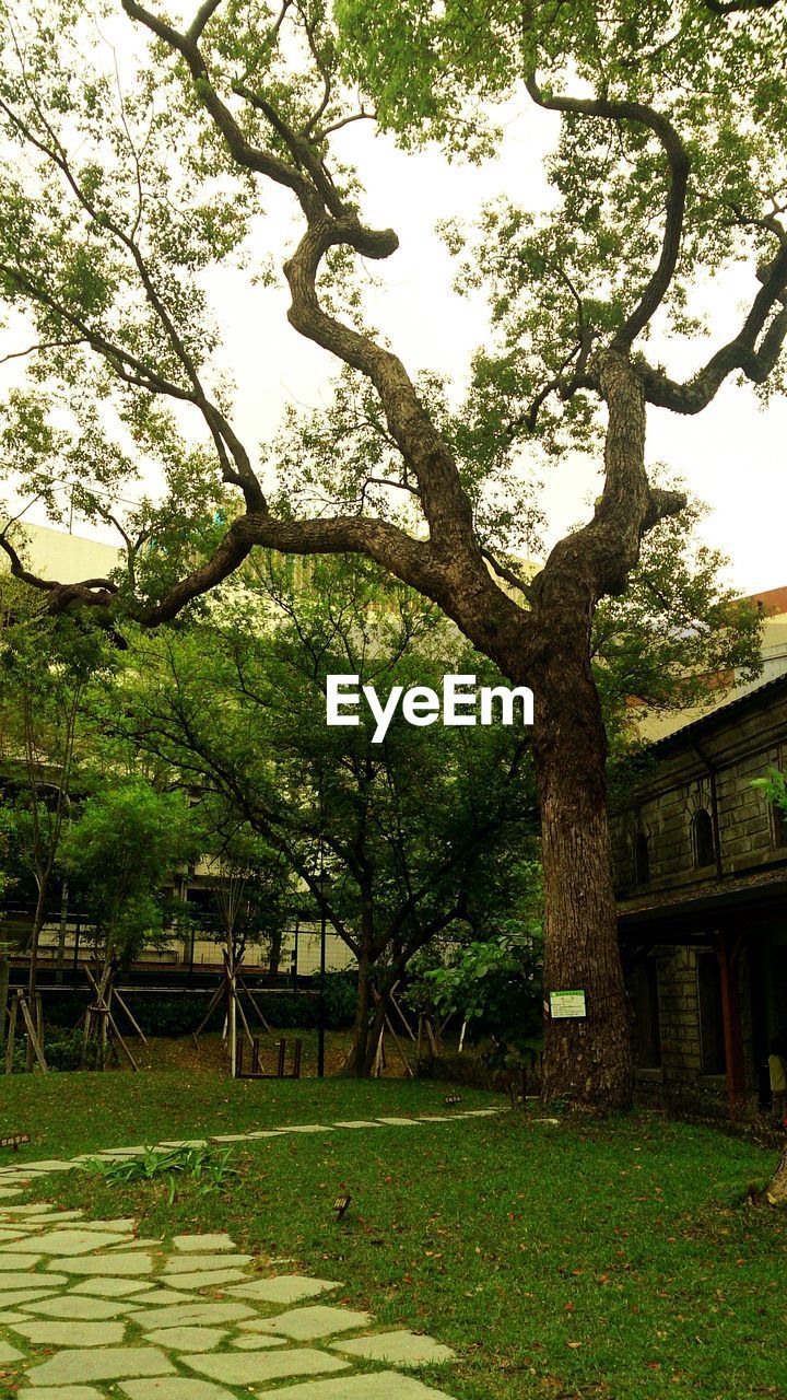 Trees in national taiwan museum