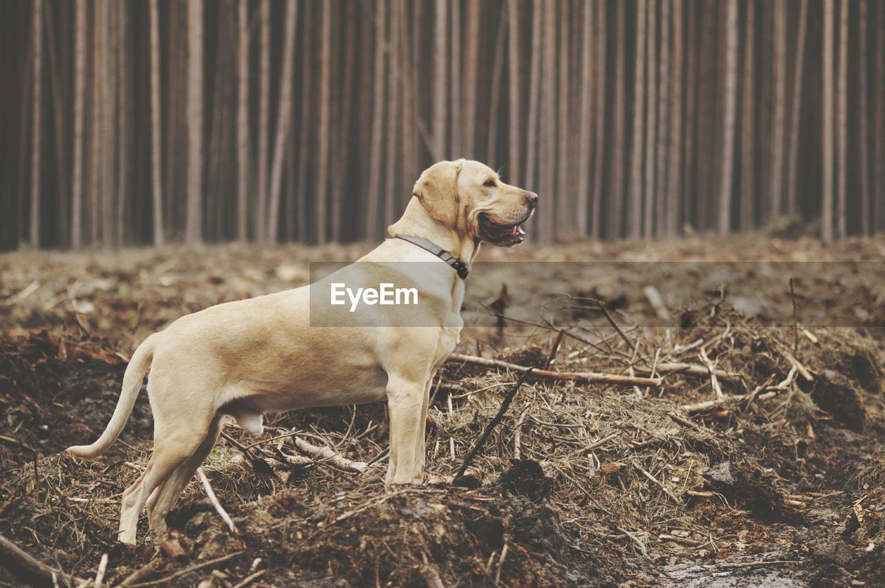 Dog on ground
