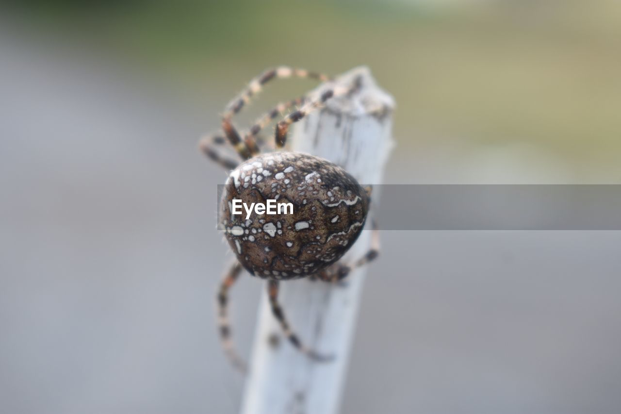 Close-up of spider on stick 