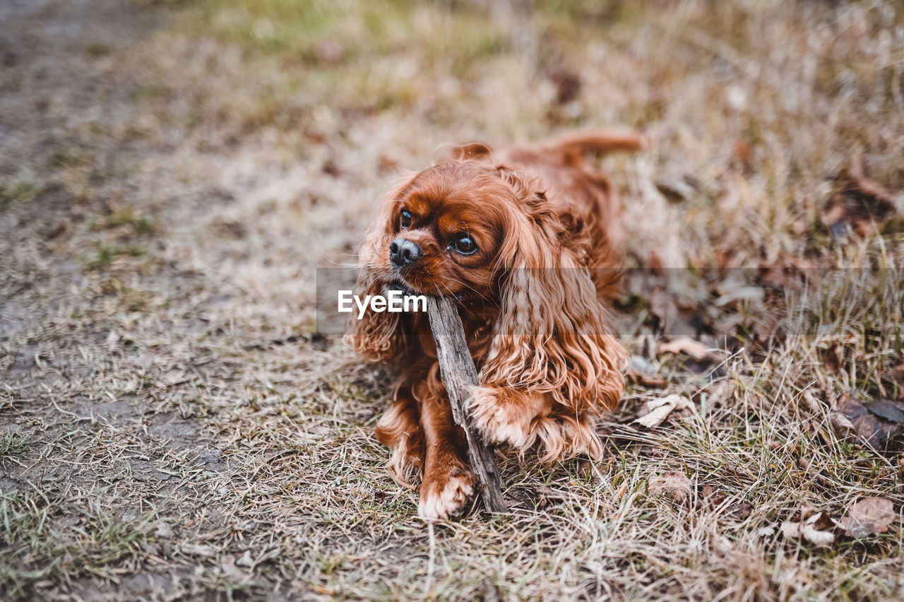 VIEW OF DOG ON FIELD