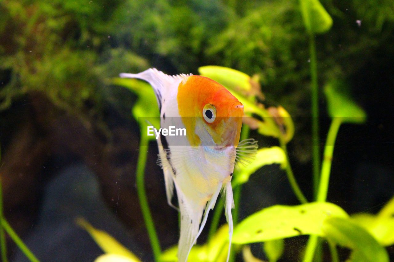 Close-up of fish against blurred background