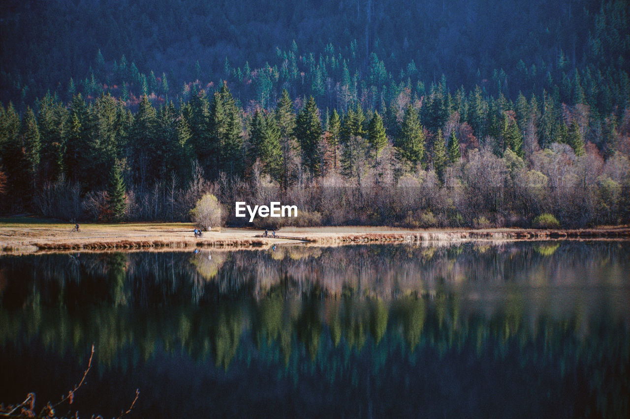 Scenic view of lake in forest