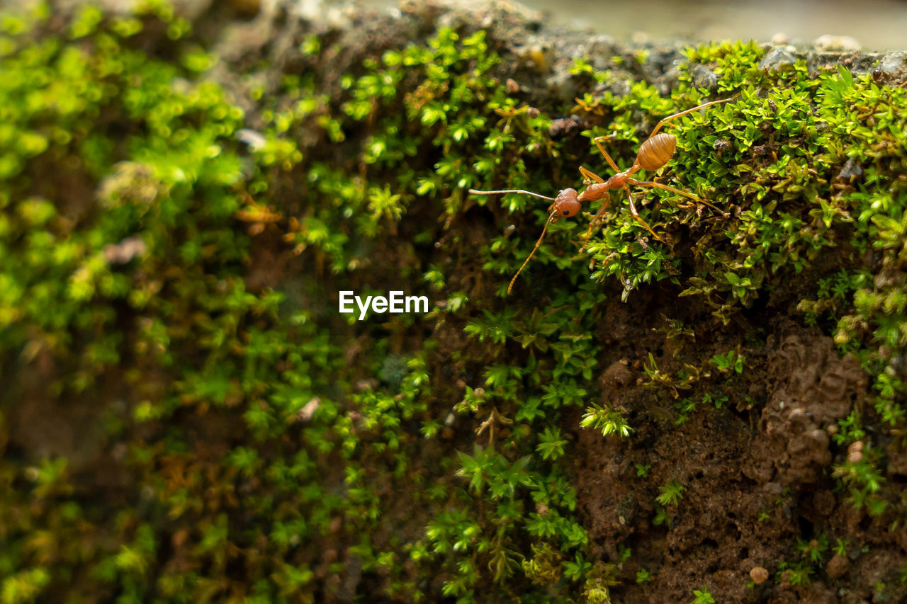 CLOSE-UP OF MOSS ON TREE