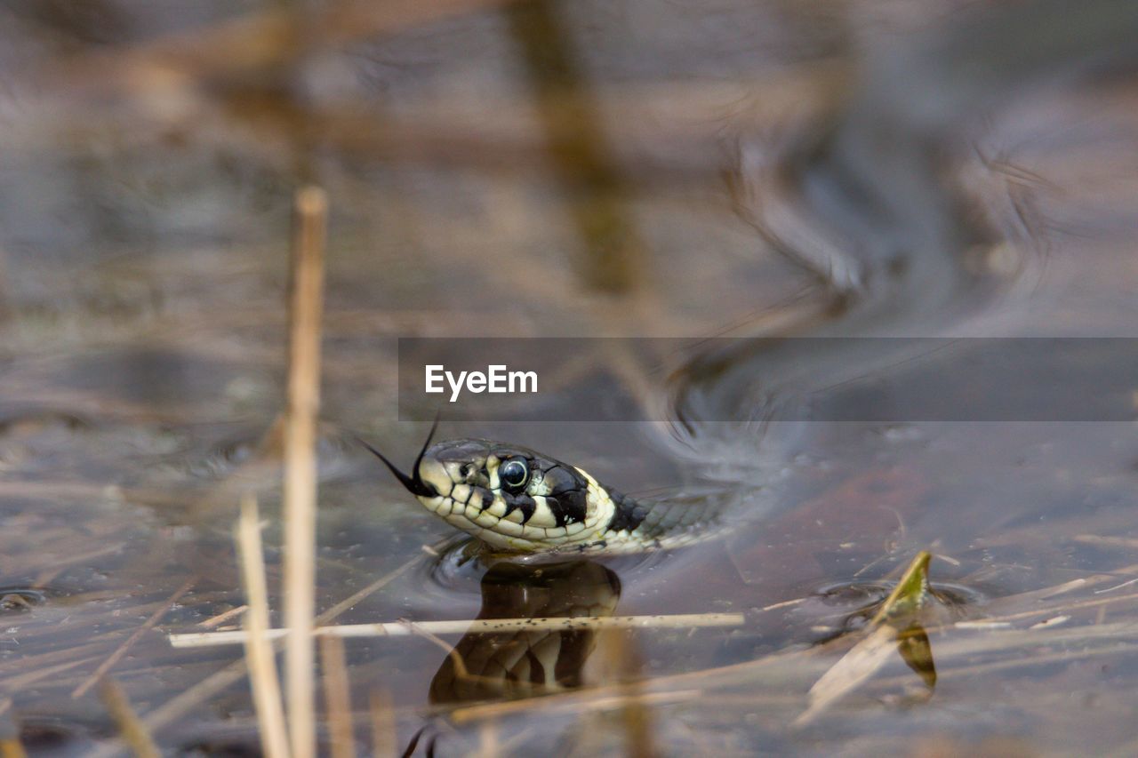 Snake in water