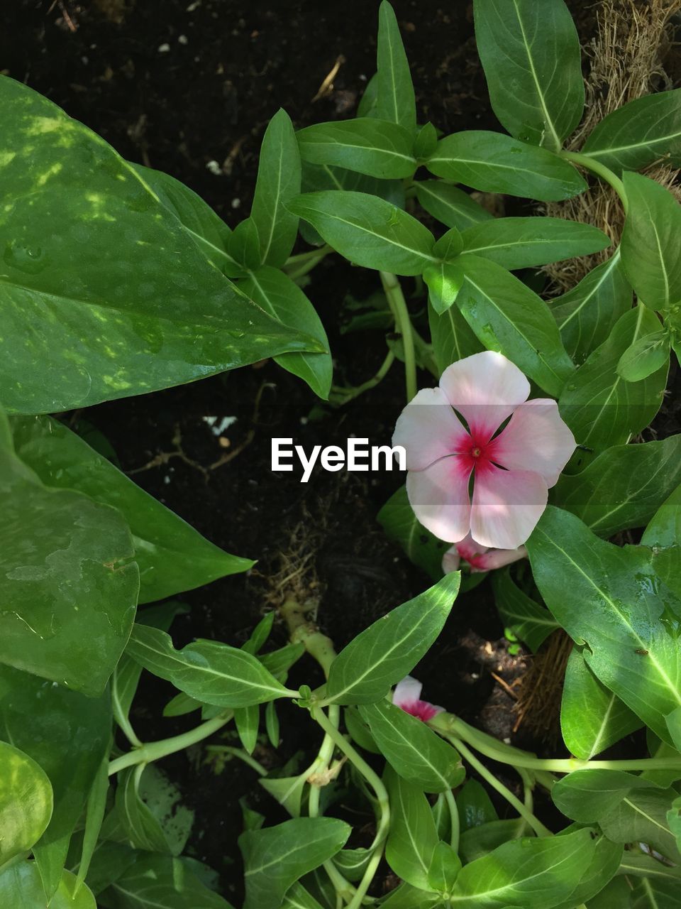 HIGH ANGLE VIEW OF BLOOMING OUTDOORS