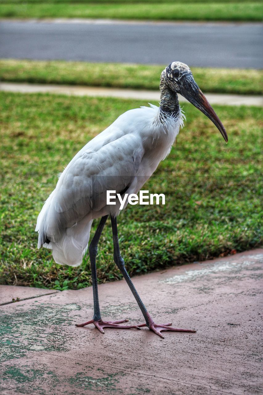 CLOSE-UP OF A BIRD PERCHING ON FOOTPATH
