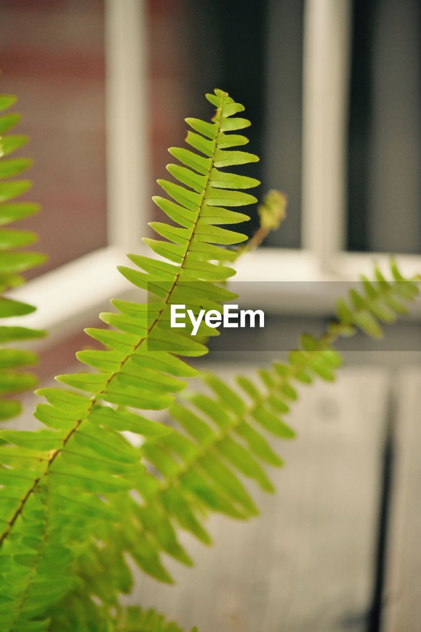 CLOSE-UP OF FERN PLANT