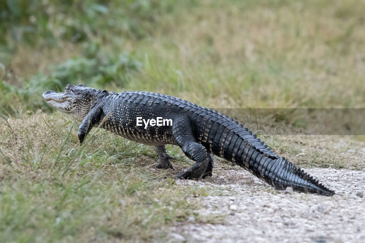 Young small alligator walking back to grass