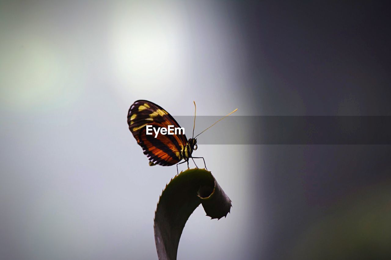 Butterfly on leaf