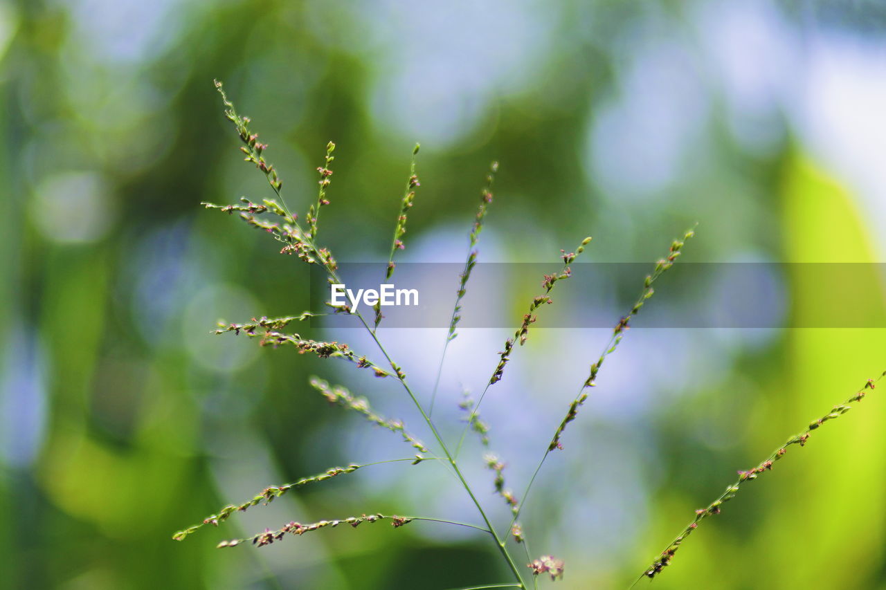 Close-up of flowering plant