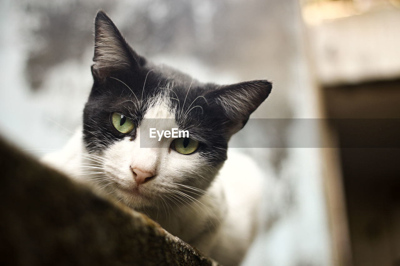 Close-up of cat looking at camera