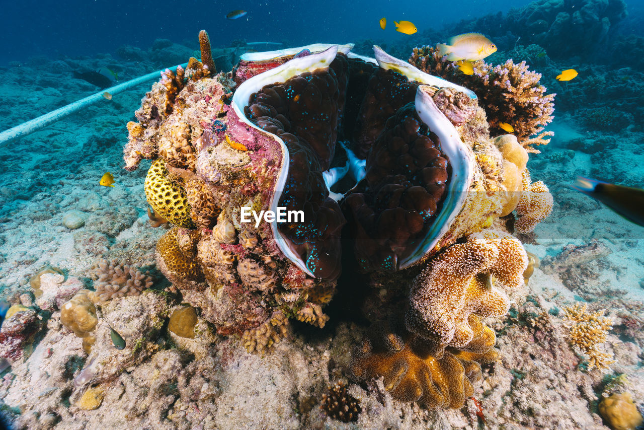 Giant clam with a lot of corals in the great barrier reef