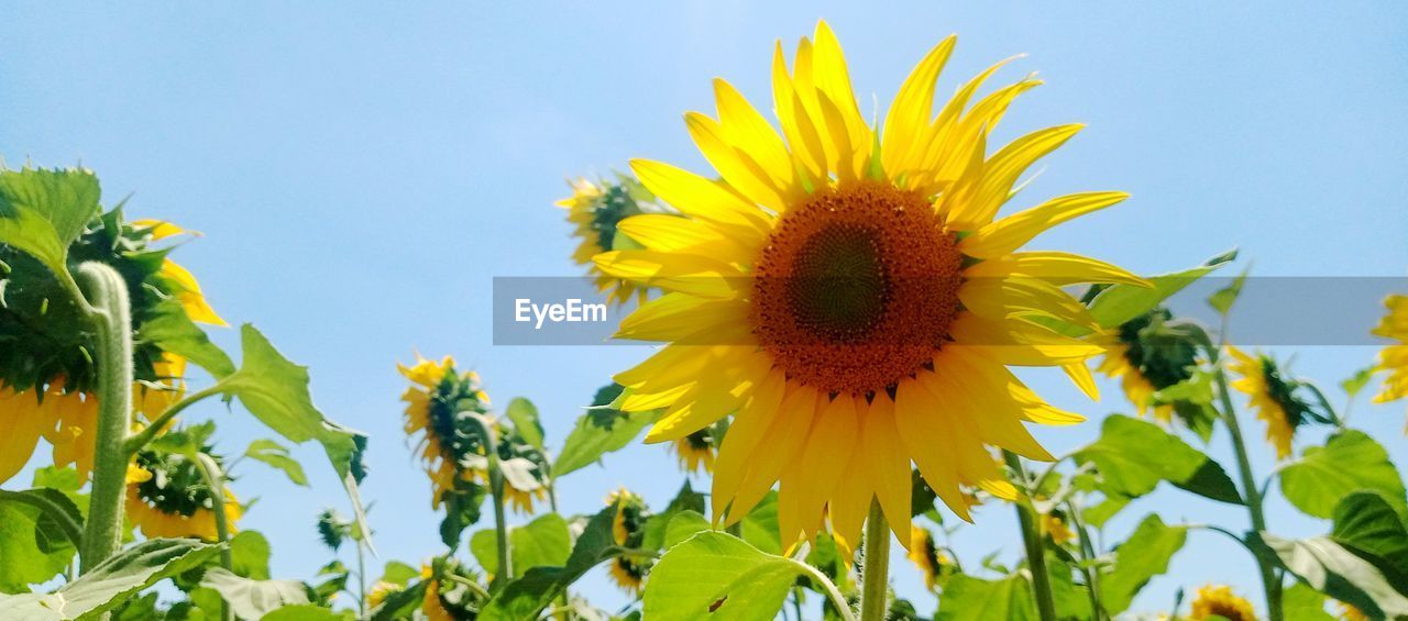 sunflower, plant, flower, flowering plant, growth, freshness, yellow, flower head, beauty in nature, nature, field, inflorescence, petal, sky, leaf, fragility, plant part, no people, close-up, low angle view, sunflower seed, outdoors, day, green, clear sky, rural scene, landscape, pollen, land, blue, agriculture, springtime, asterales, botany, sunlight, summer, blossom, crop