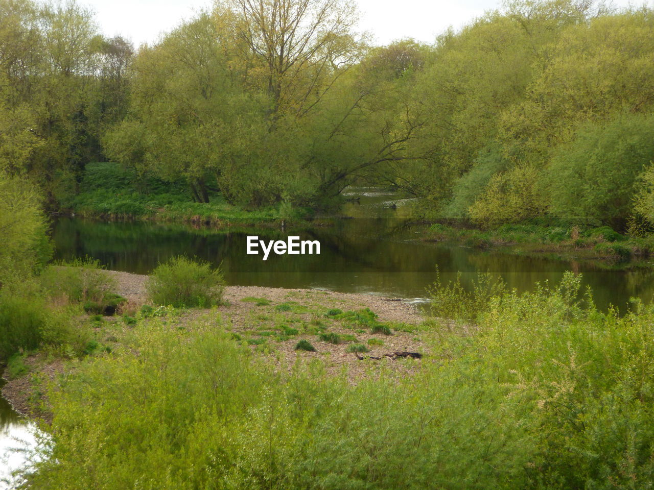 IDYLLIC VIEW OF LAKE IN FOREST