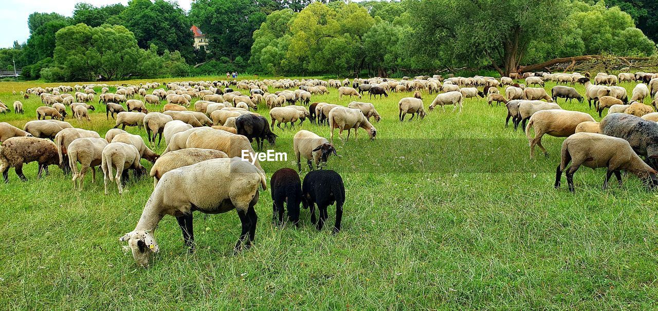 SHEEP GRAZING IN FIELD