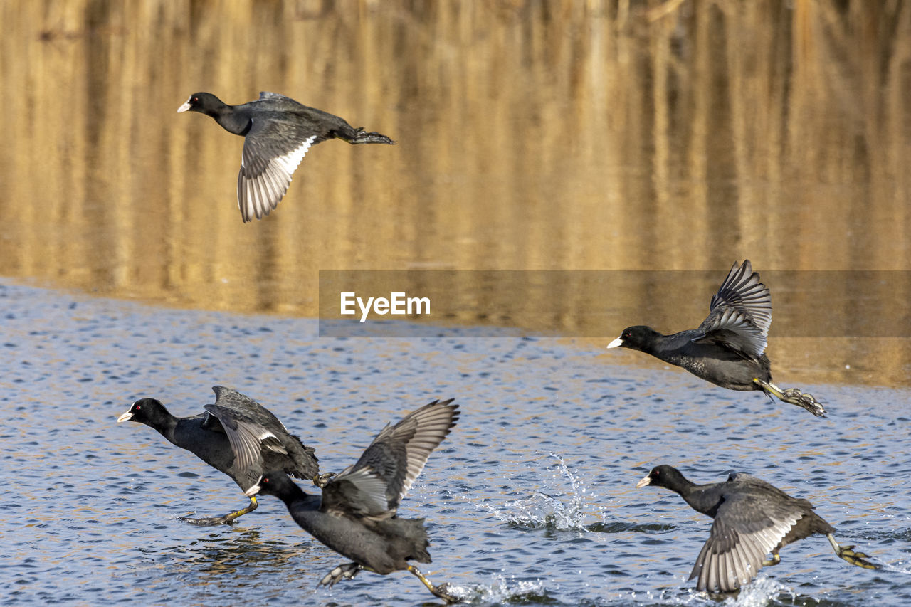 FLOCK OF BIRDS IN LAKE