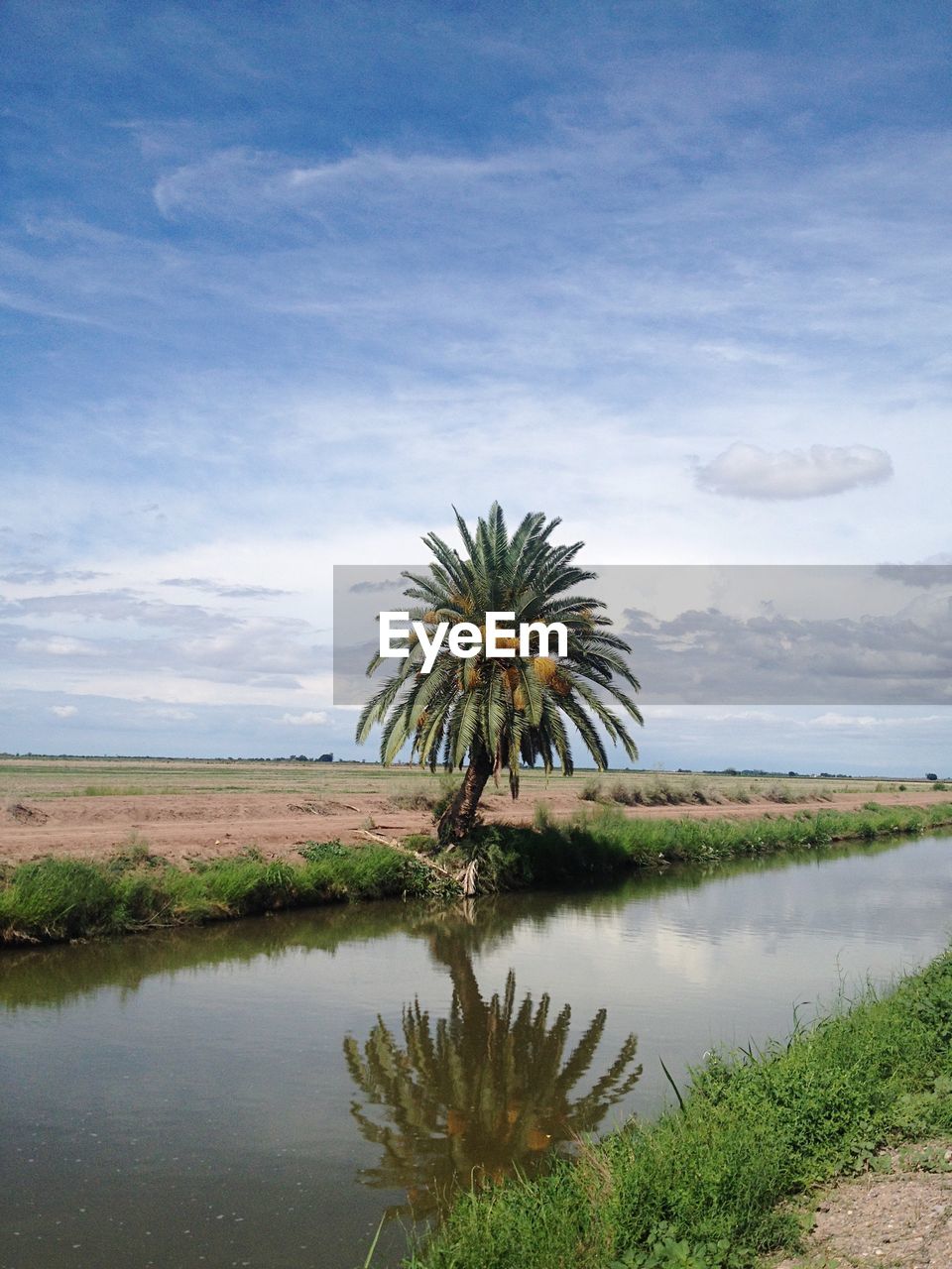 Date palm tree by canal and landscape against sky