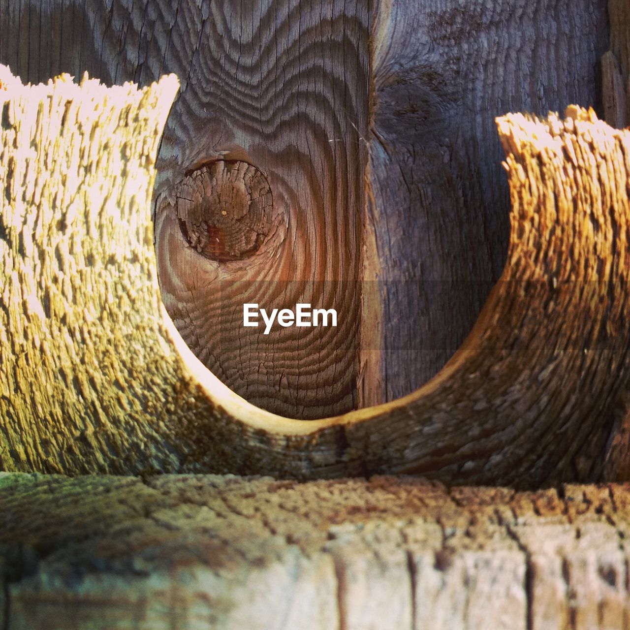 CLOSE-UP OF A TREE TRUNK