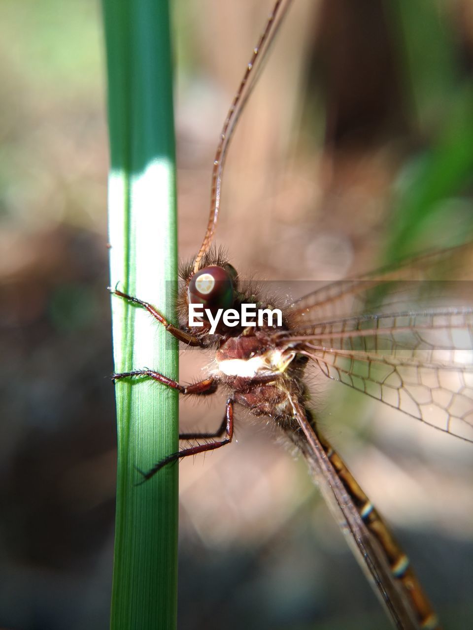 CLOSE-UP OF DRAGONFLY ON STEM