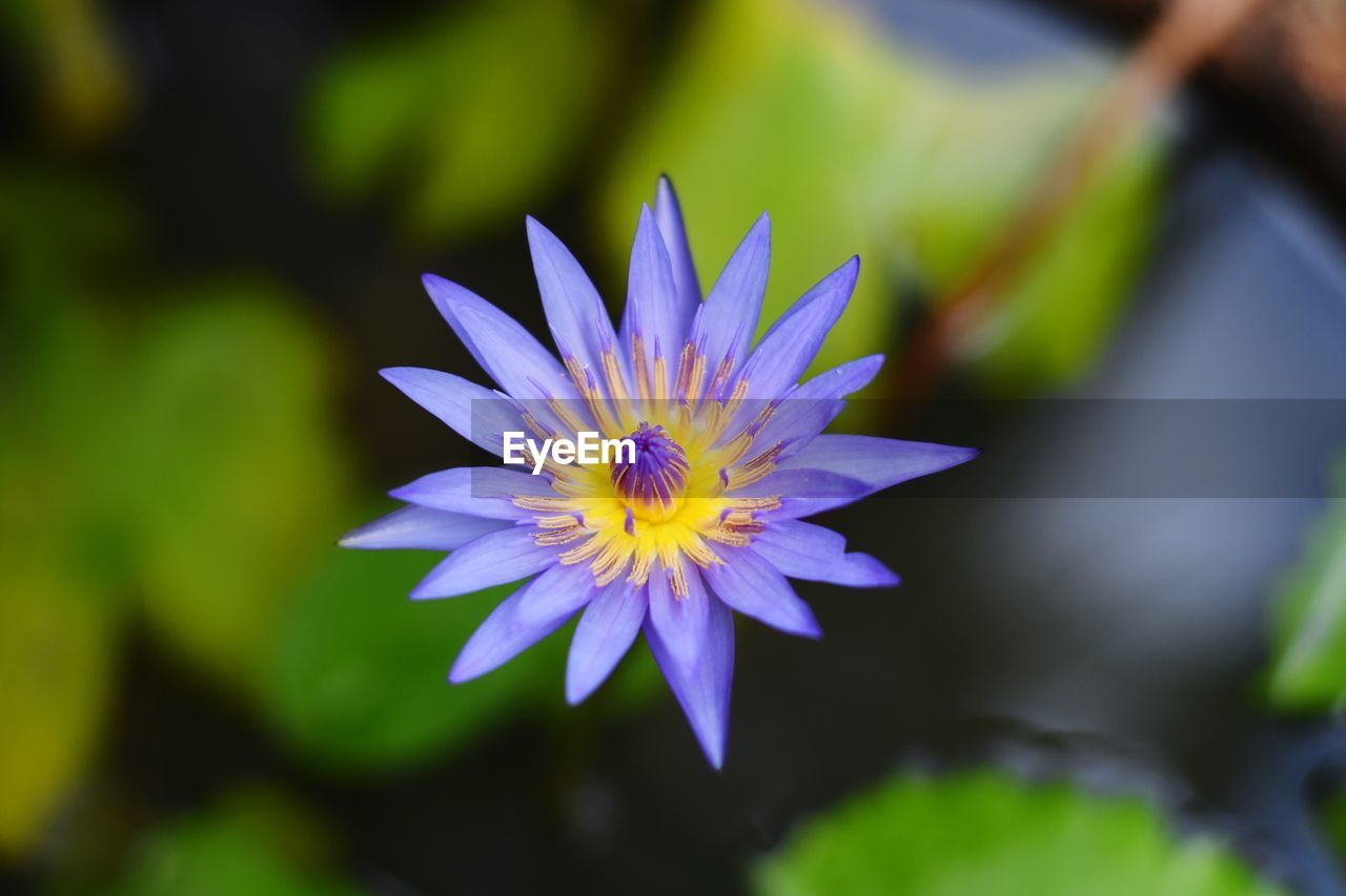 CLOSE UP OF PURPLE FLOWER