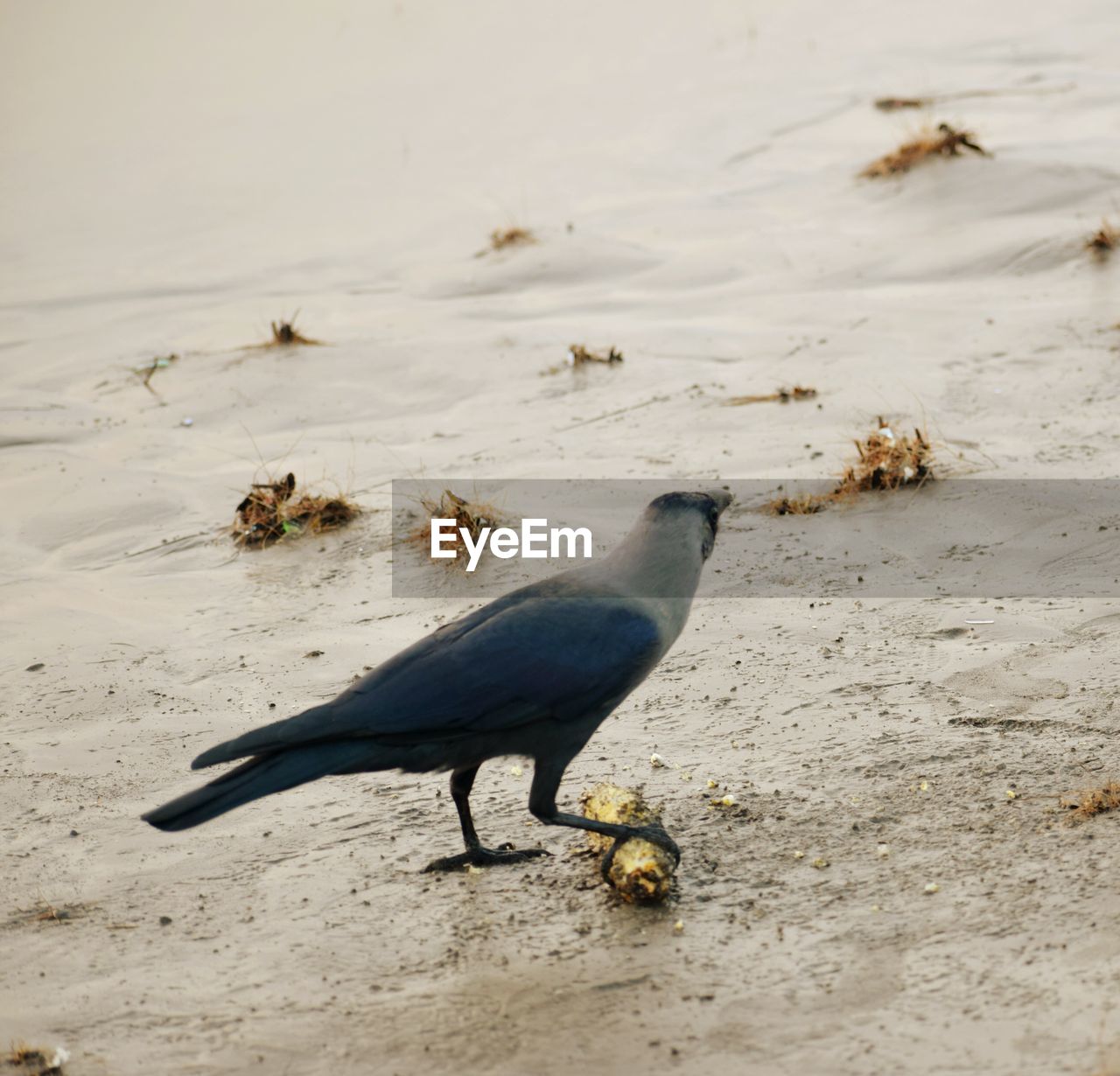 CLOSE-UP OF BIRDS ON SAND