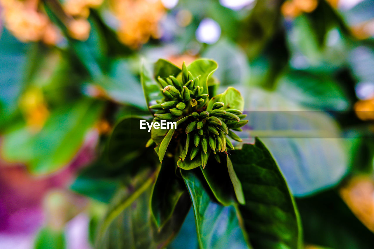 Close-up of flowering plant