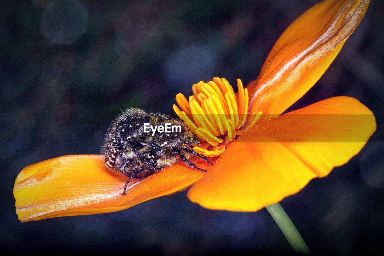 CLOSE-UP OF HONEY BEE ON FLOWER