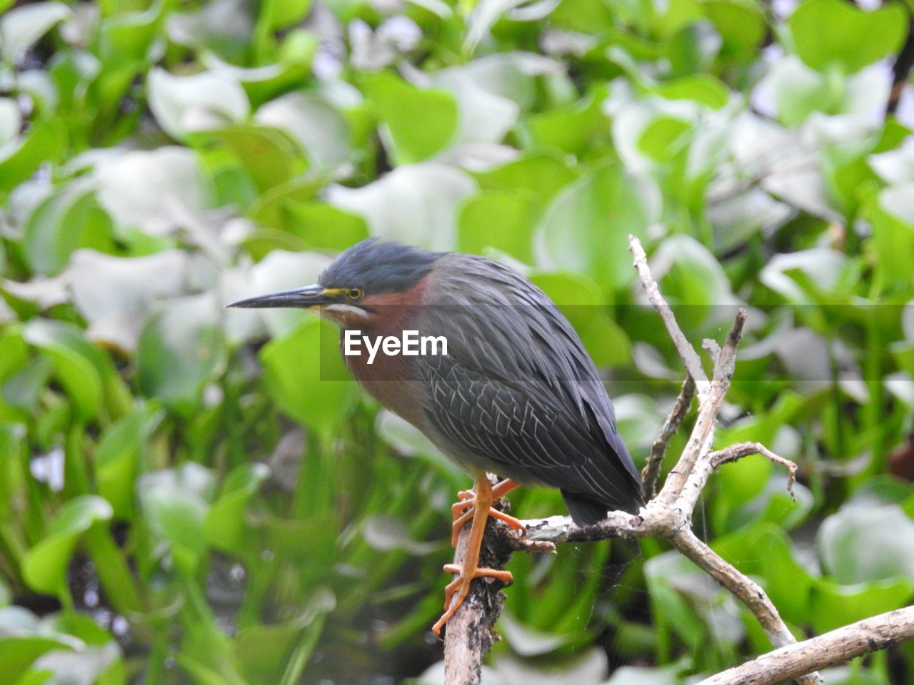 BIRD PERCHING ON A BRANCH