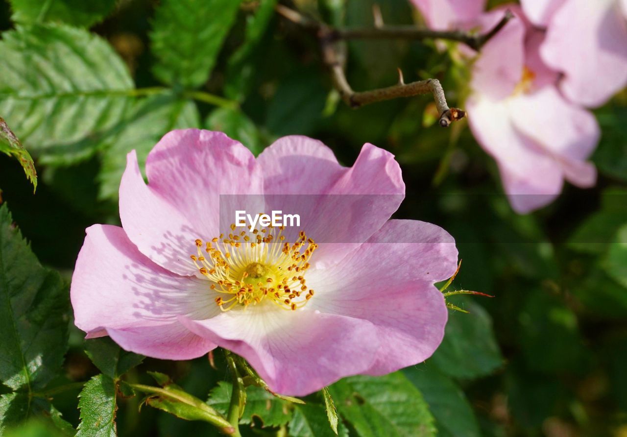 Close-up of pink flowers blooming outdoors