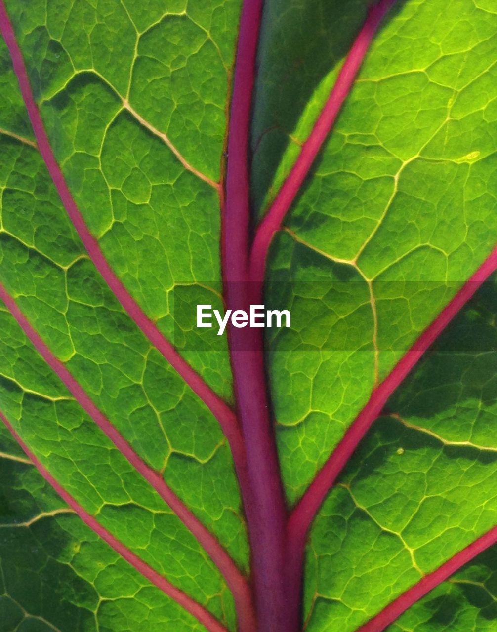 Full frame shot chard leaf