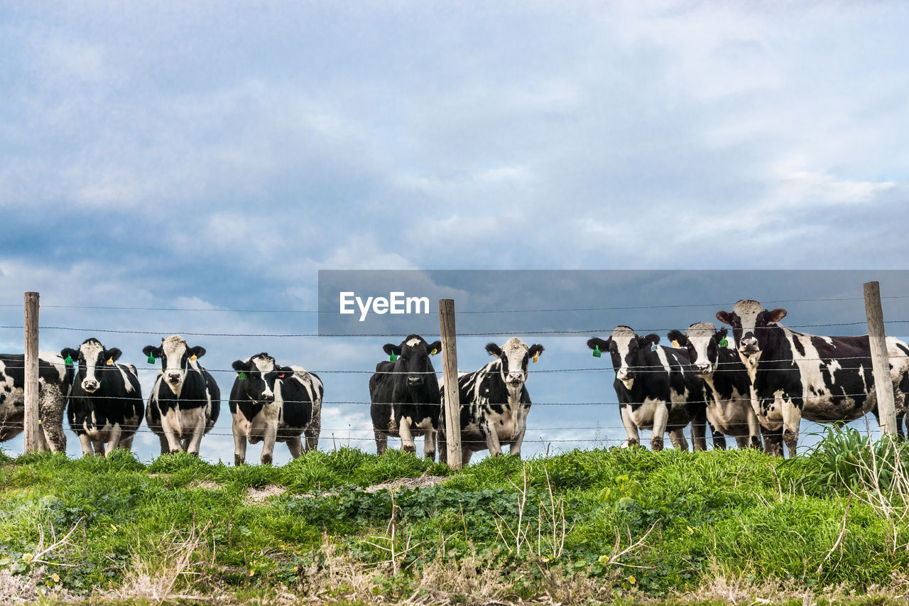 Low angle view of cows standing by fence against cloudy sky