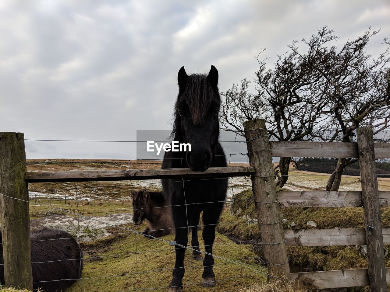 Horse standing in field against cloudy sky