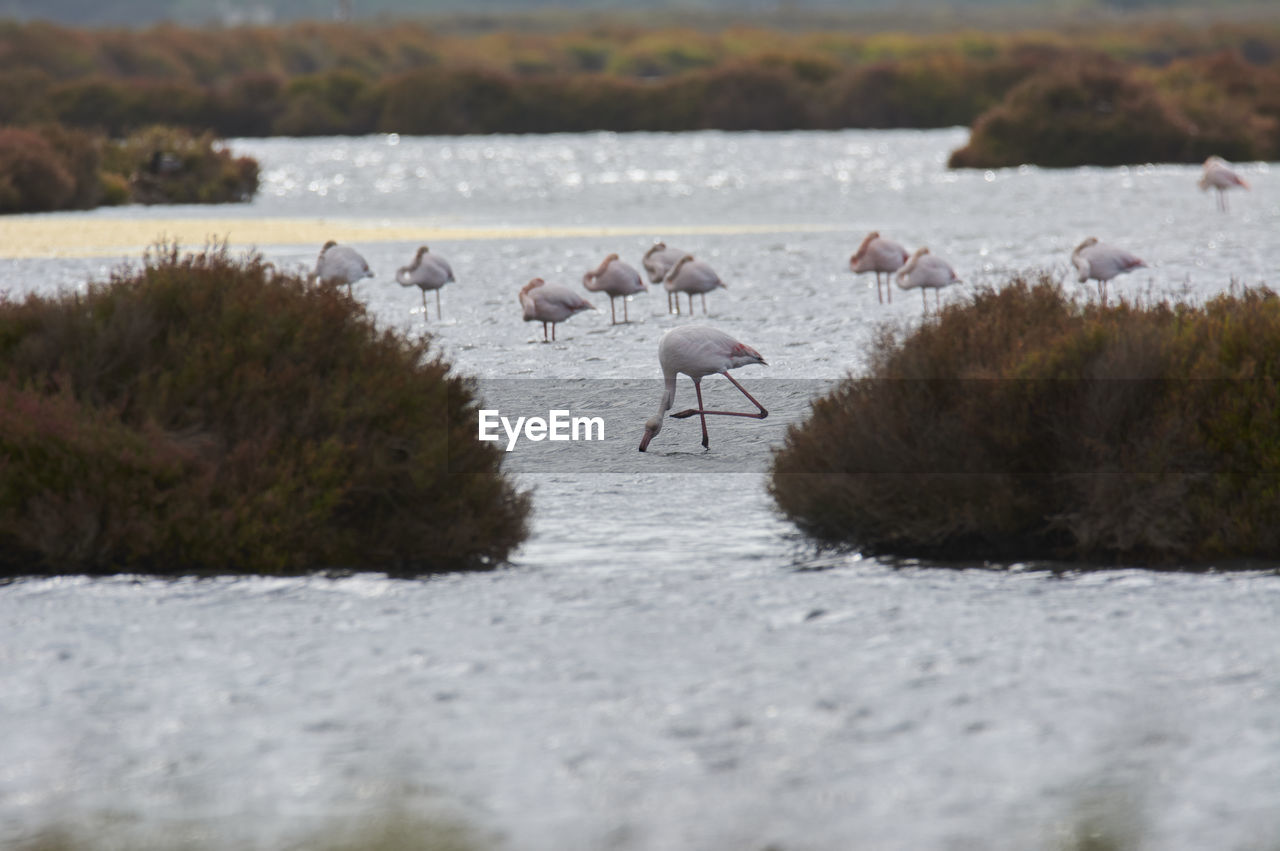 Pink flamingo in lake, migratory birds resting