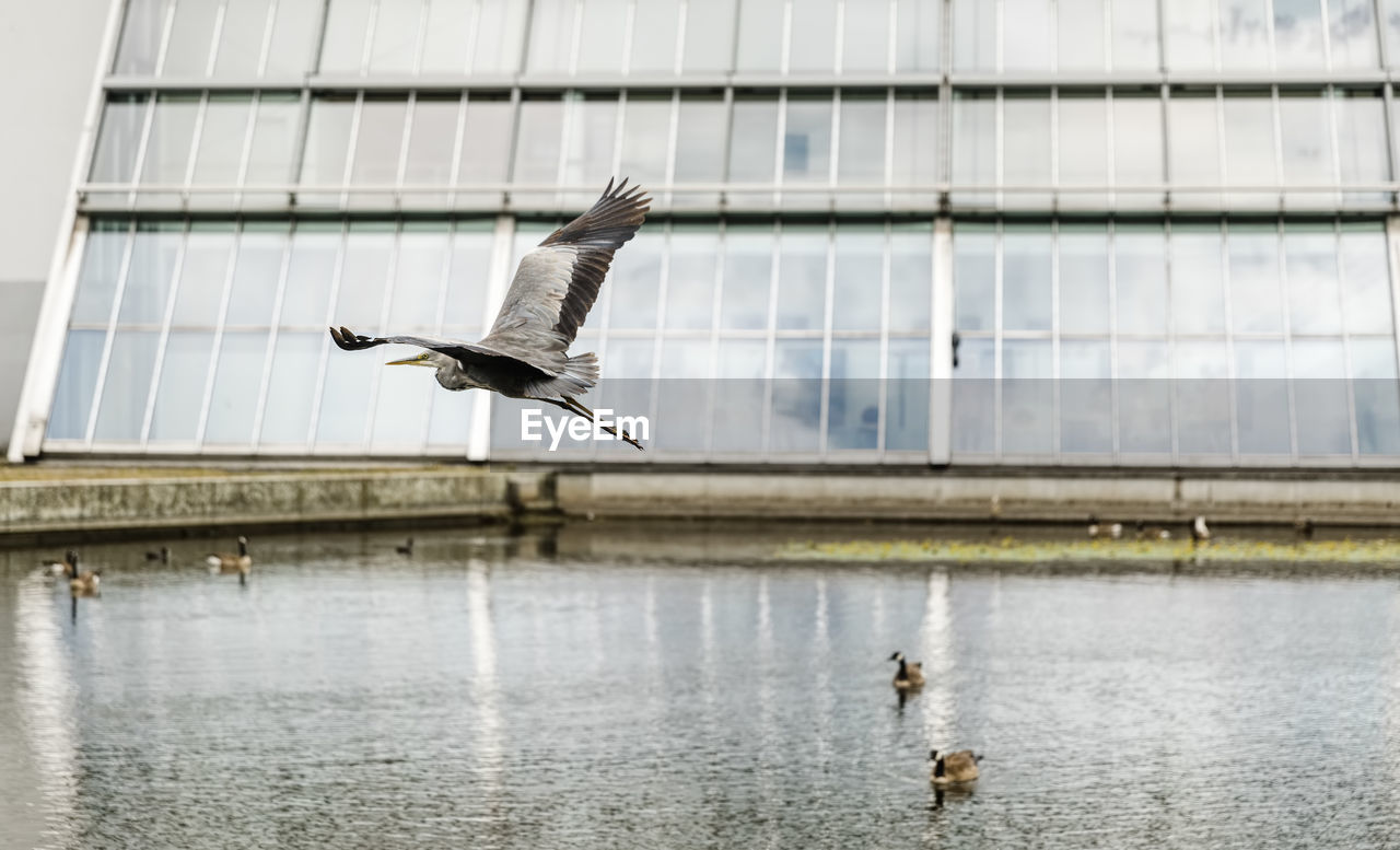 BIRDS FLYING OVER LAKE