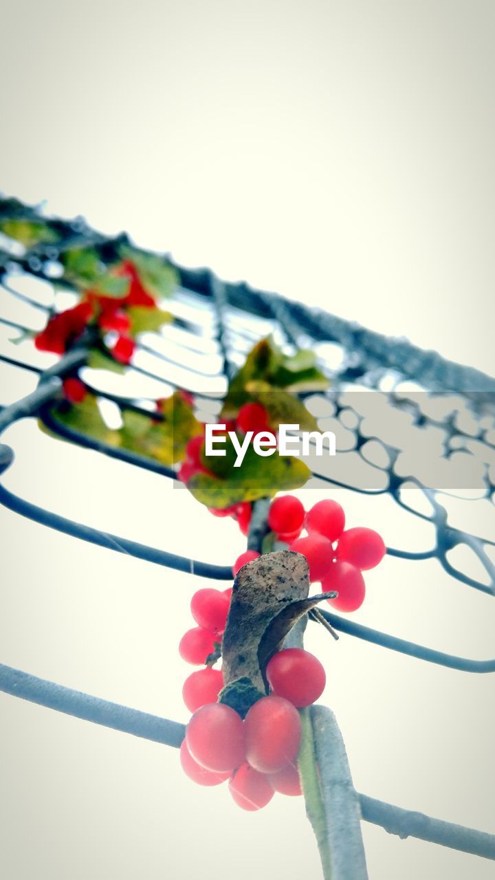 Low angle view of red fruits growing on chainlink fence