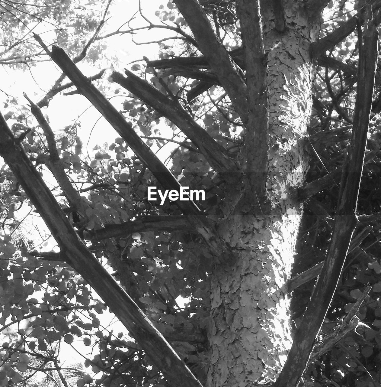 LOW ANGLE VIEW OF TREE IN FOREST