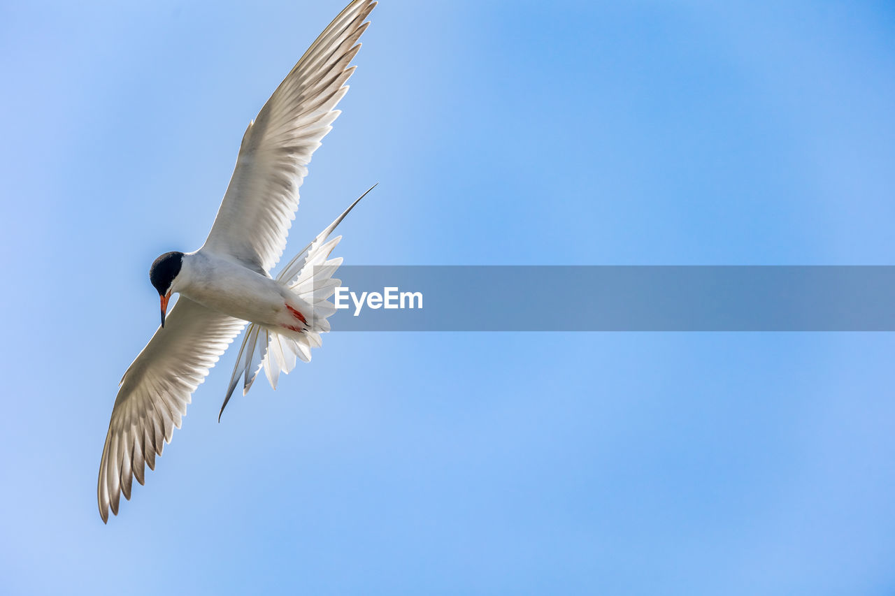 bird, animal themes, flying, animal, animal wildlife, wildlife, spread wings, animal body part, one animal, blue, sky, animal wing, nature, no people, clear sky, motion, low angle view, mid-air, copy space, seabird, outdoors, wing, beauty in nature, sunny, day, white, feather, beak