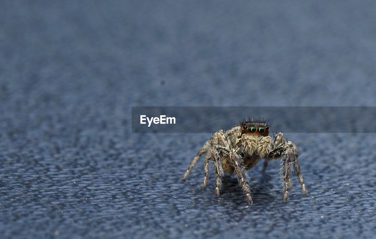 Close-up of jumping spider on road 
