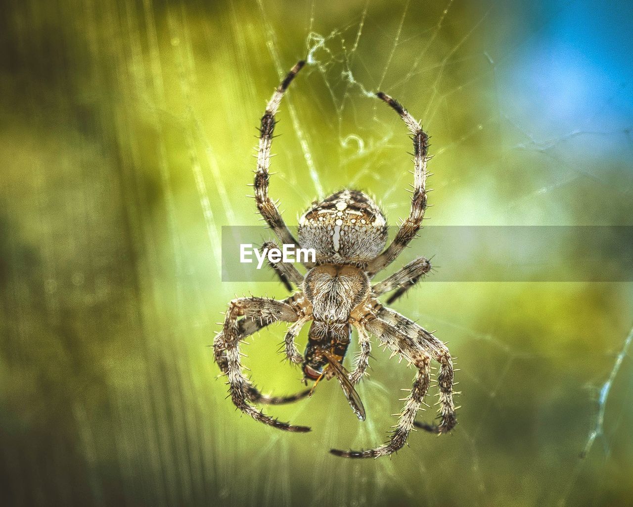 Close-up of spider on web