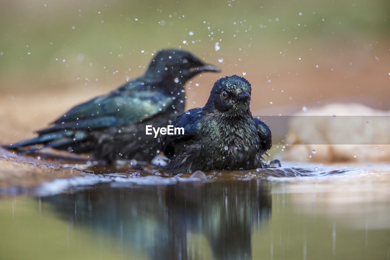 animal themes, animal, animal wildlife, bird, wildlife, water, nature, no people, beak, selective focus, lake, outdoors, day, close-up, group of animals, reflection, splashing, two animals, motion