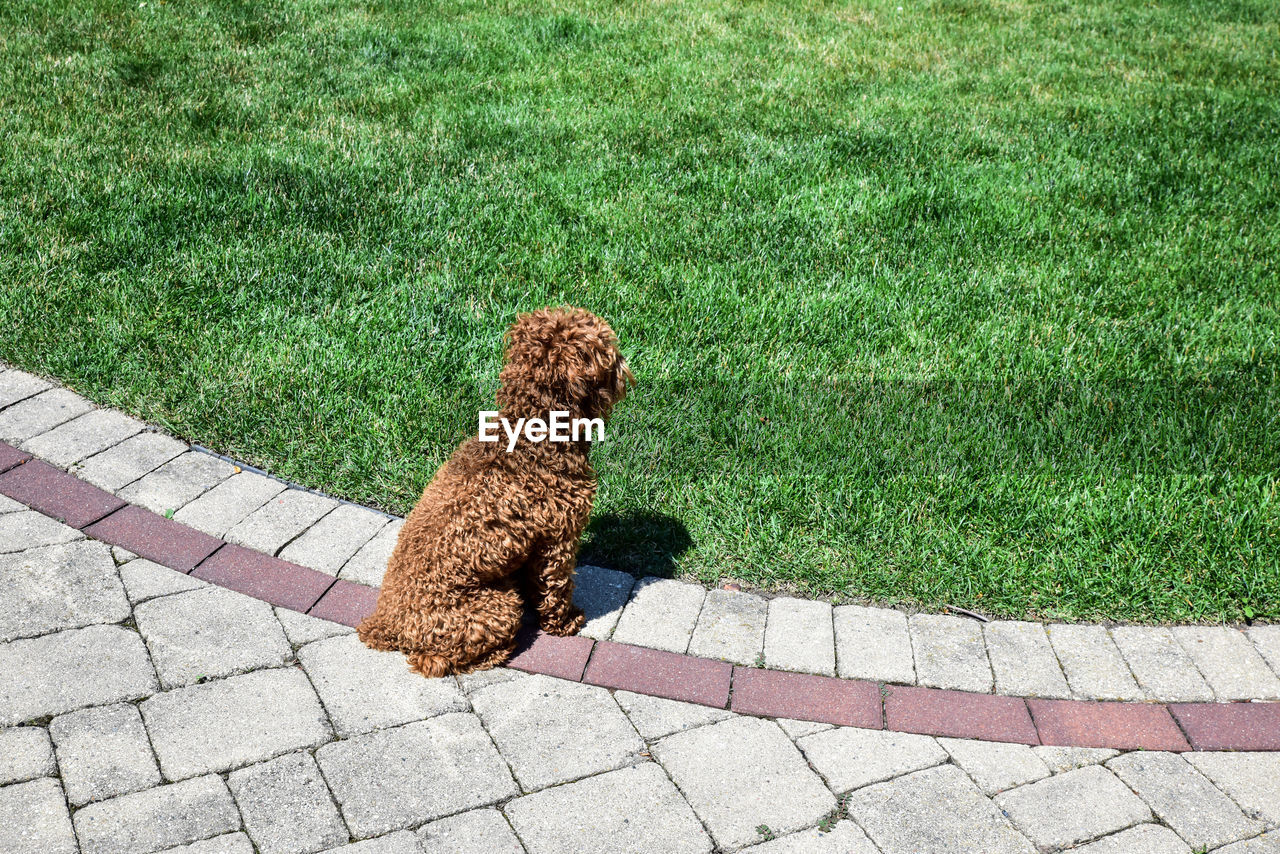 High angle view of dog on footpath