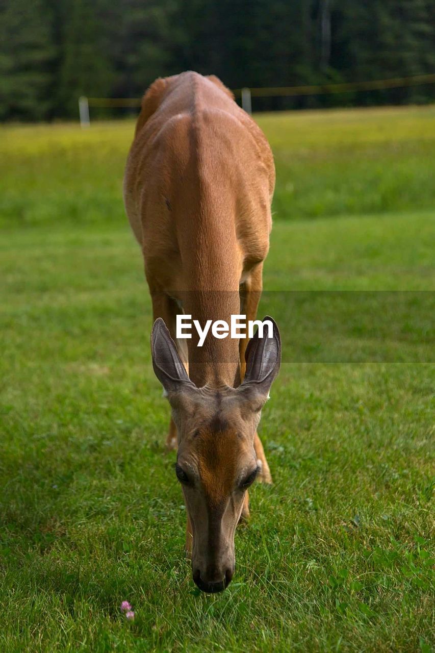 CLOSE-UP OF HORSE ON FIELD