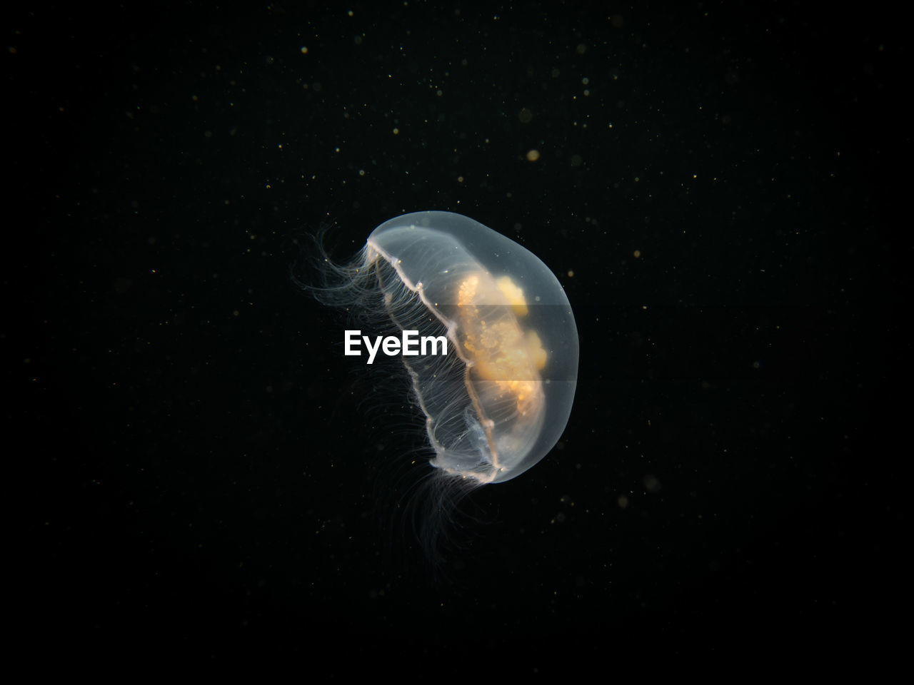 jellyfish swimming against black background