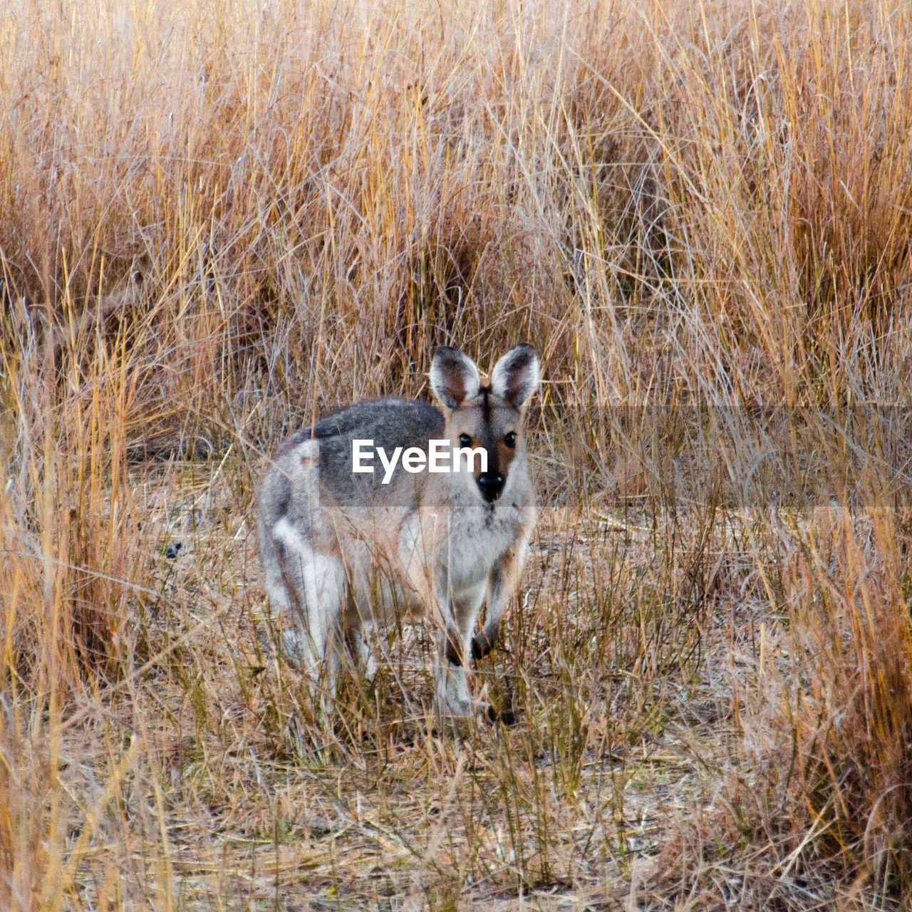 PORTRAIT OF SHEEP ON GROUND