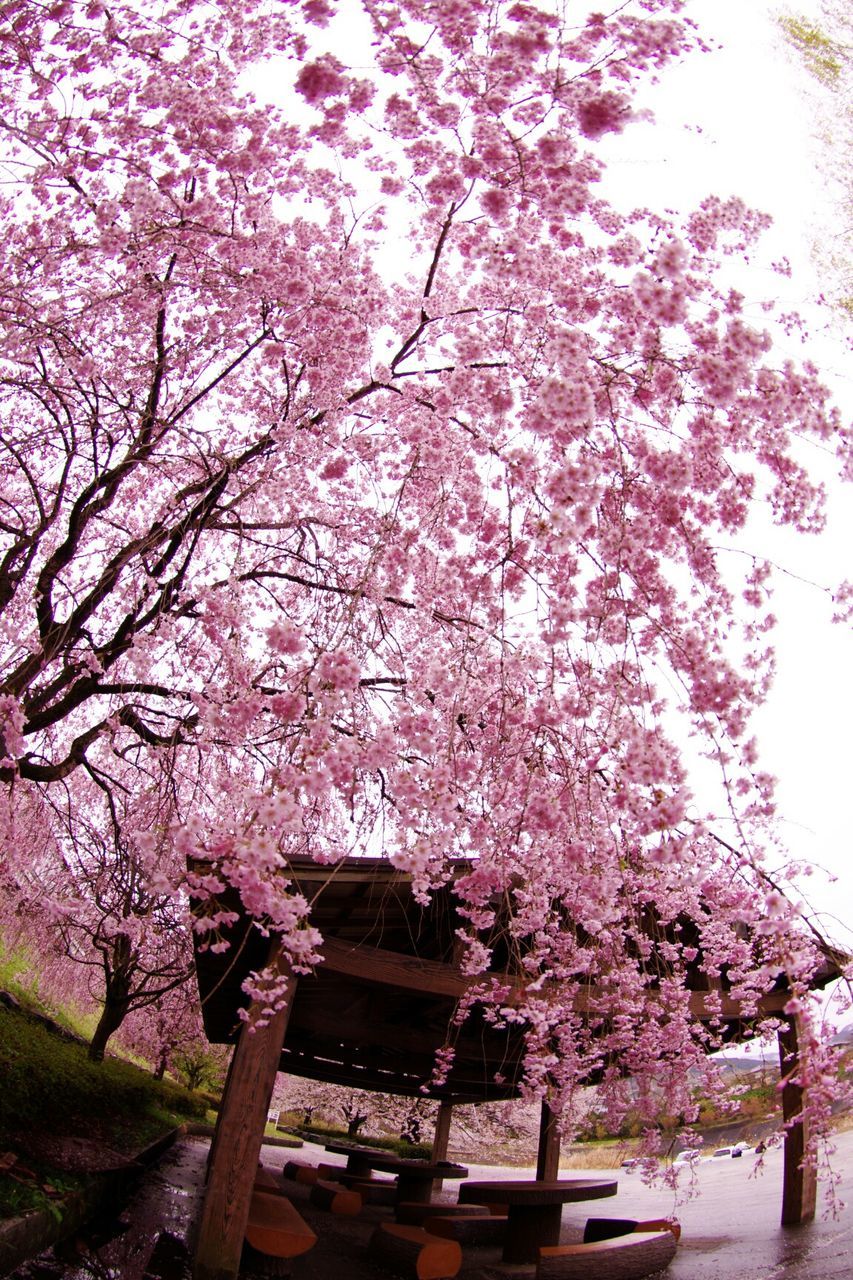 Low angle view of cherry tree by gazebo in garden